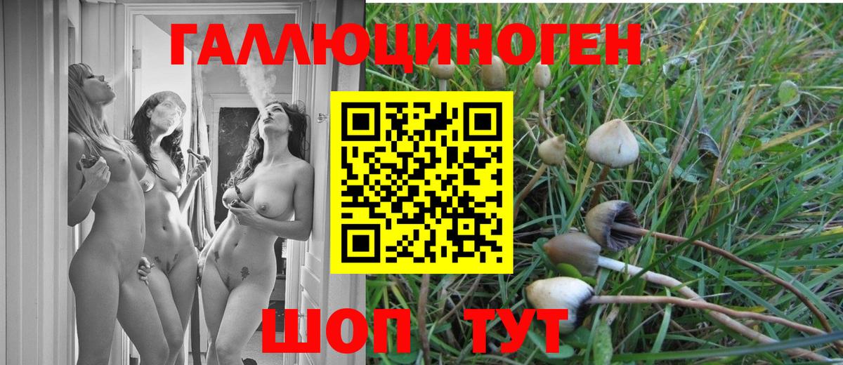 Сосновоборск  Галлюциногенные грибы Psilocybine cubensis  Вход с VPN 